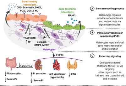 The Mechanosensory Role of Osteocytes and Implications for Bone Health and Disease States